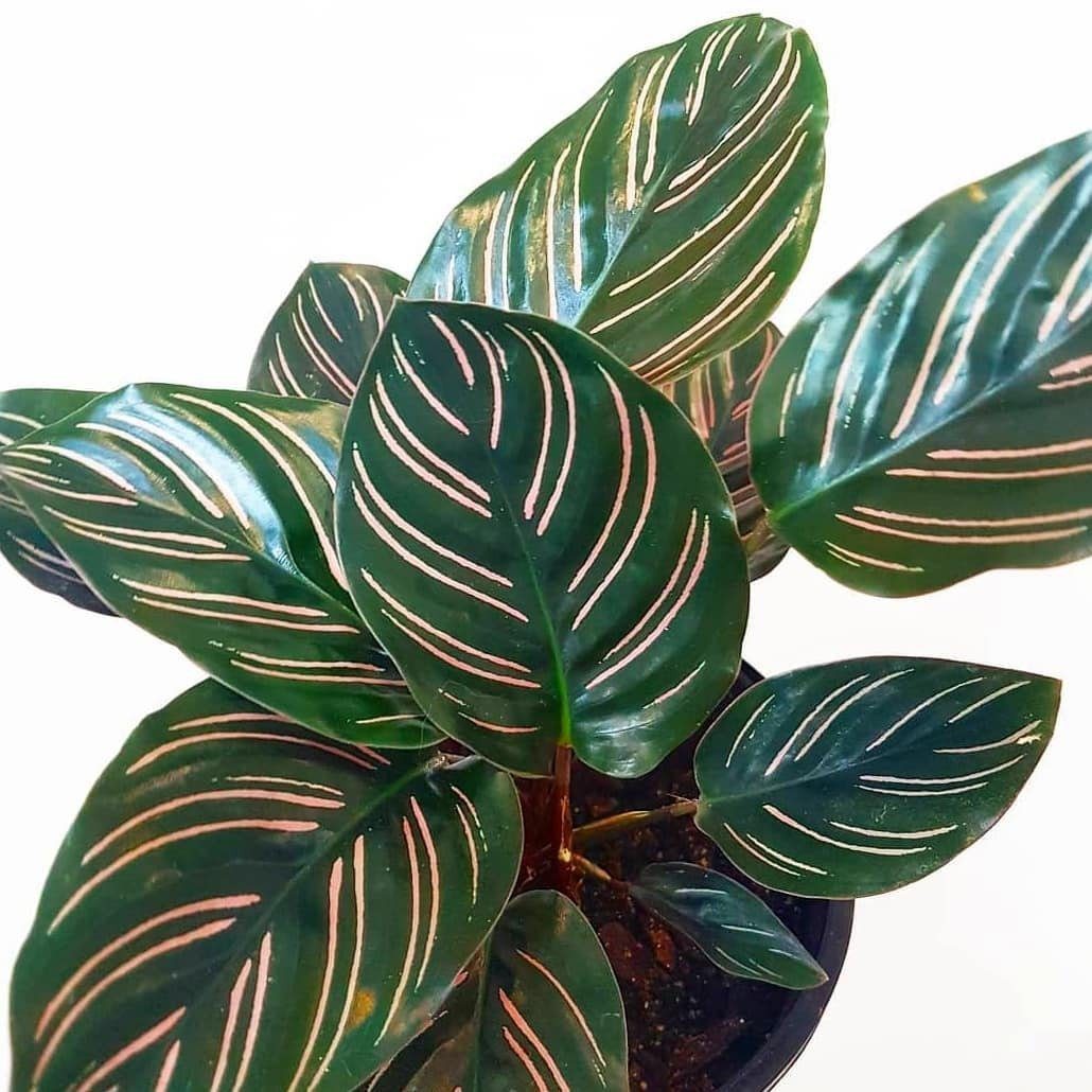 Calathea Beauty Star Care